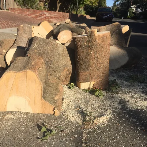 cut logs can harbor tree-killing insects
