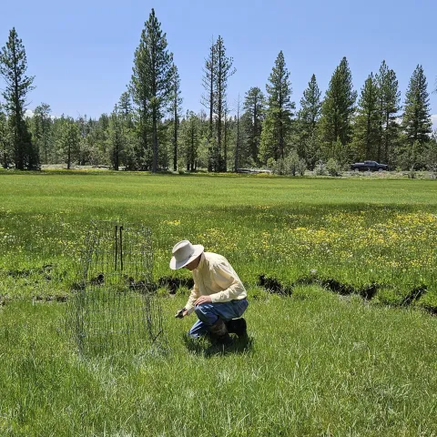 David kneeling in green field putting a protective wire screen around something