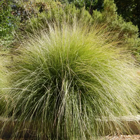 Deergrass, Muhlenbergia rigens