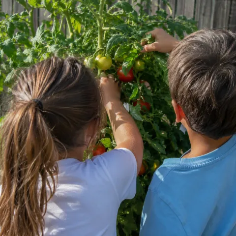 Children harvesting tomatoes