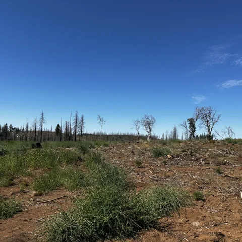 Side by side comparison of a landscape with some herbicide treatment and no herbicide treatment.