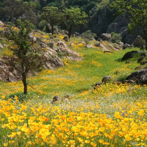 Fields of CA Poppies at Knights Ferry