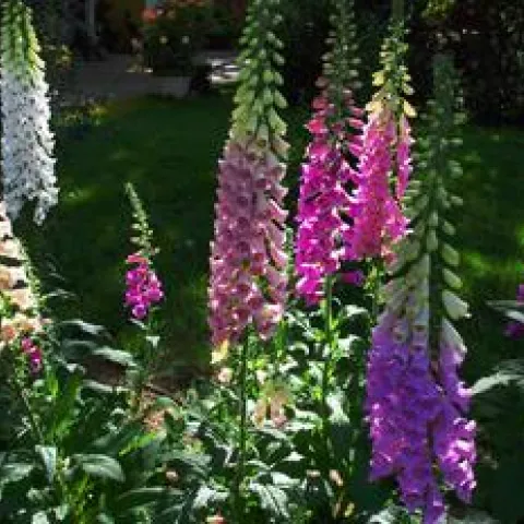 Foxglove (Digitalis) plants in bloom