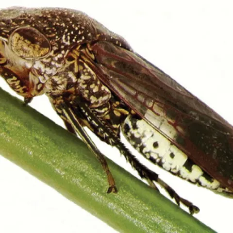 glassy winged sharpshooter on a green plant stem