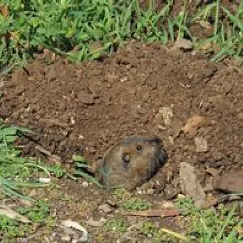 Gopher looking out from its burrow