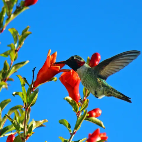 Green, while and red humming bird at a red flower on a blue background