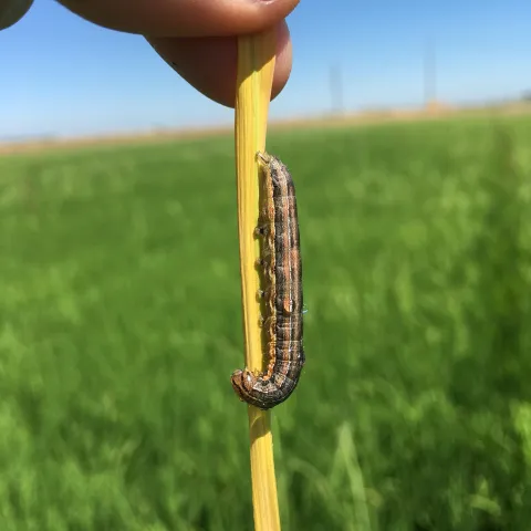 a finger holding a rice leaf with an armyworm clinging to it.