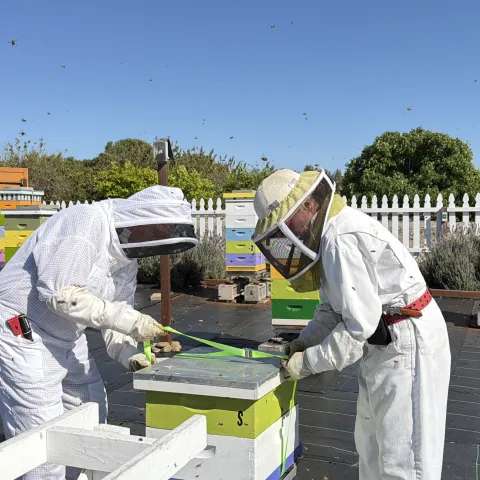 Dos pesonas vestidas con traje de protección blanca preparan una caja para poner en el apiario.