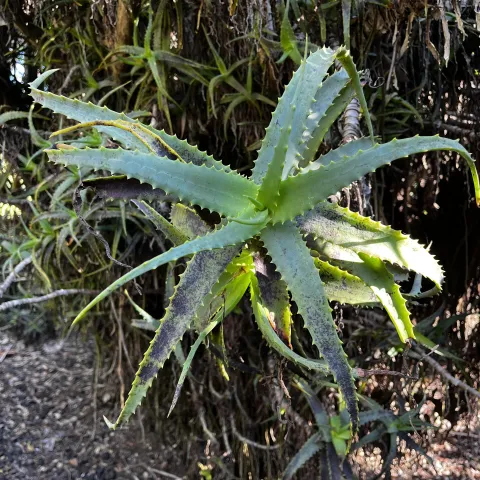 Minor aloe thrips damage on Aloe arborescens plant