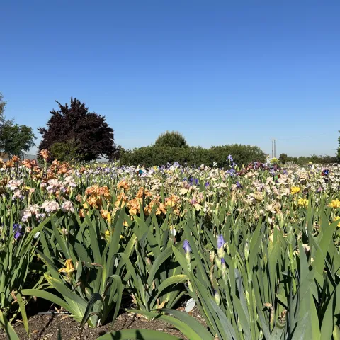 field of irises in bloom, all different colors