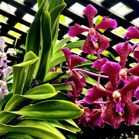 Close up of two orchids, one magenta and one white with purple specks