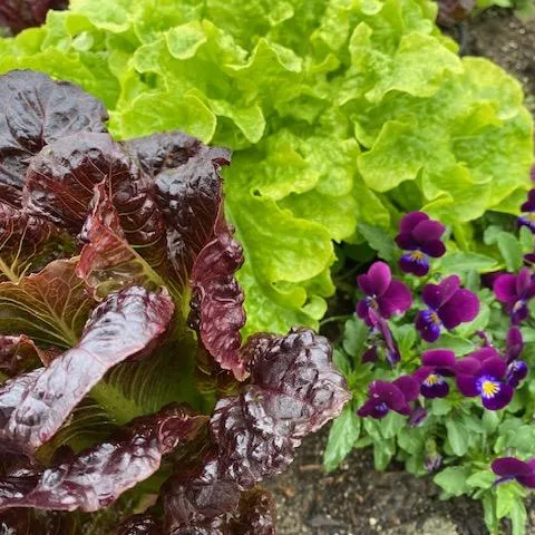 Green and red lettuce leaves