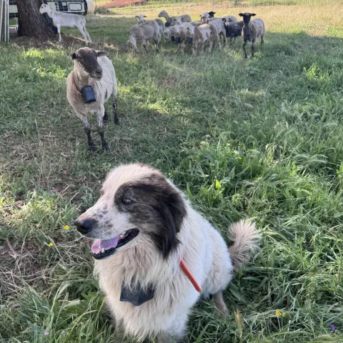 Image of a Livestock Guardian Dog with Sheep in a Field.