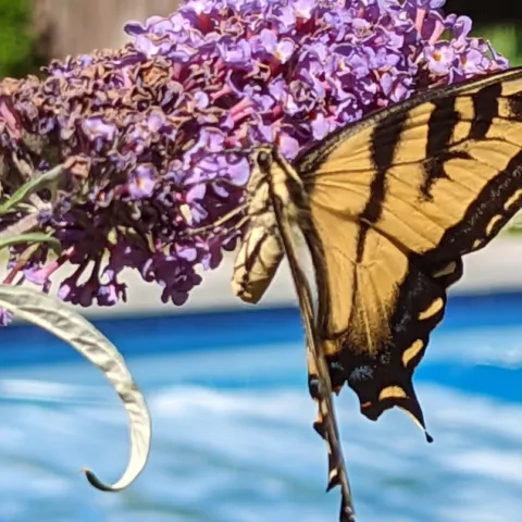 Swallowtail butterfly on a butterfly bush flower near a swimming pool.