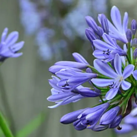 Blue multi-blossom flowers
