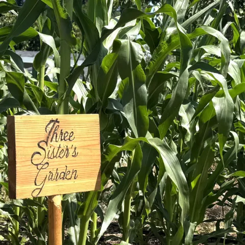 High stalks of corn in a garden with a wood sign that reads: Three Sisters Garden