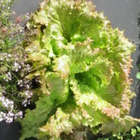 Lettuce planted in a bed with flowers