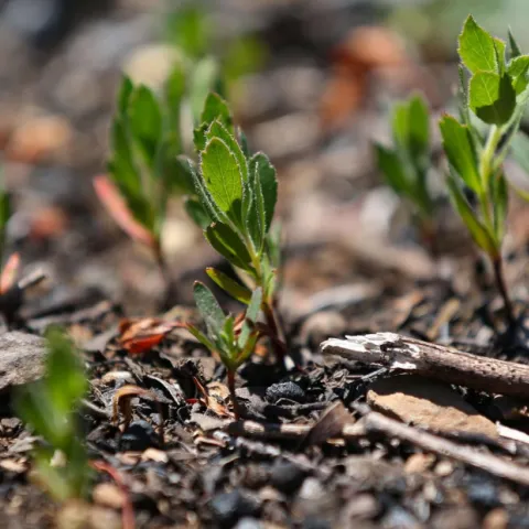 New manzanita growth sprouts breaking ground