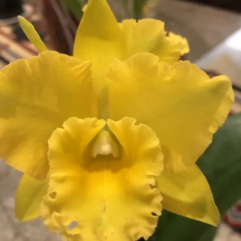 Yellow orchid flower in bloom 