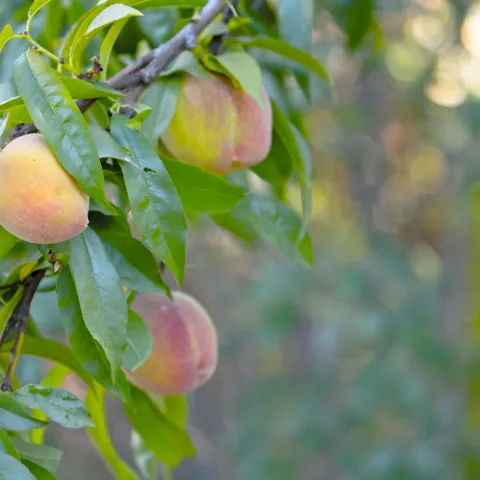 Peach trees in the orchard at the UC Davis Student Farm