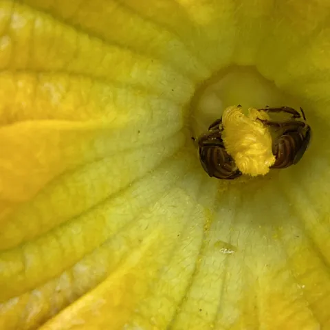 Two squash bees resting in a yellow-green flower.