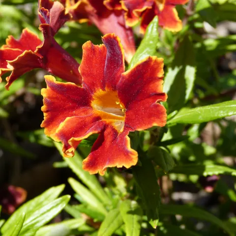 Photo of red and yellow monkeyflower with green foliage