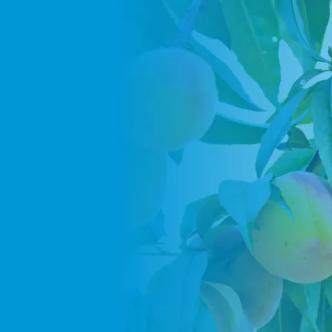 Peaches on a tree with a blue gradient overlay