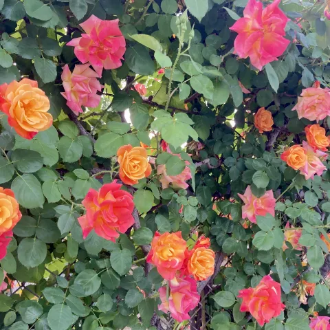 Red and orange climbing roses