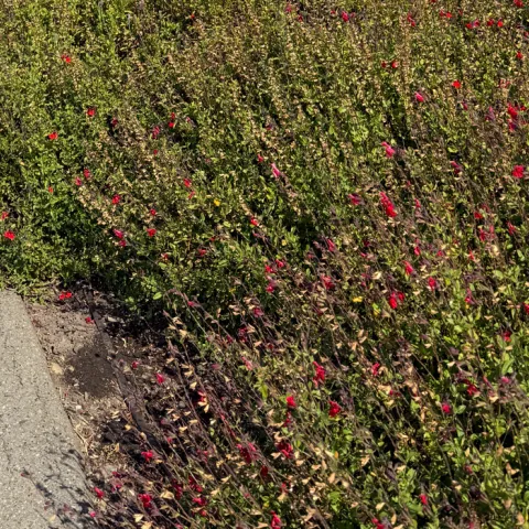 Salvia Greggii loses some of its leaves as it slows down heading into summer