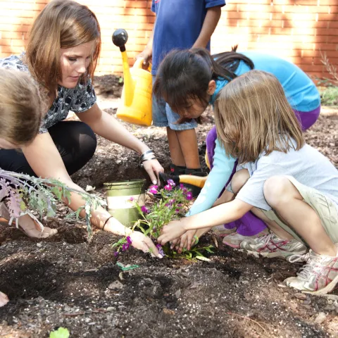 Two children help their teacher plant a seedling in the soil of their school garden.