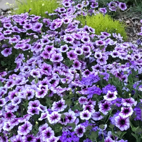Purple petunias growing in a flower bed.
