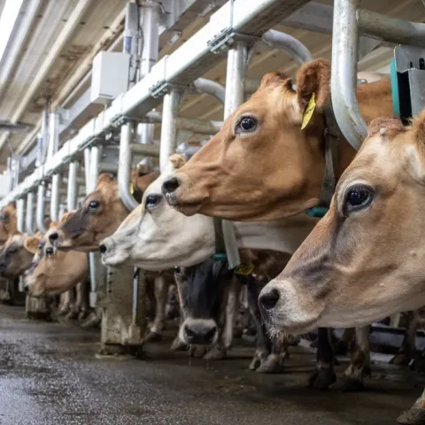 Jersey dairy cows in barn