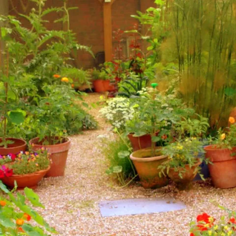 Garden with plants in red pots