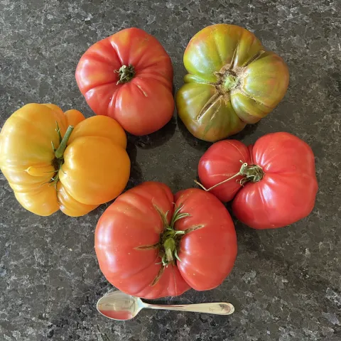 Red, yellow, and green heirloom tomatoes on a dark, marbled counter. 