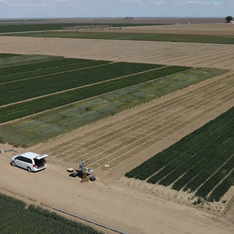 Aerial view of fields showing differences in growth of various winter grain crops under different irrigation