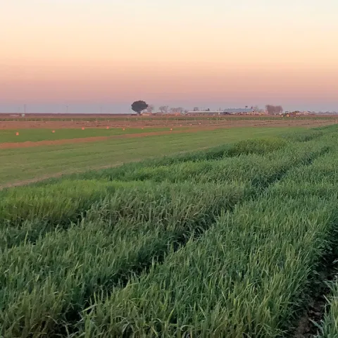 Warm colors of the horizon sky above green fields of winter grain crops