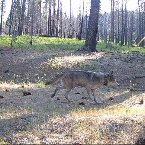 Gray wolf walks through a clearing in the woods, as seen on a trail camera