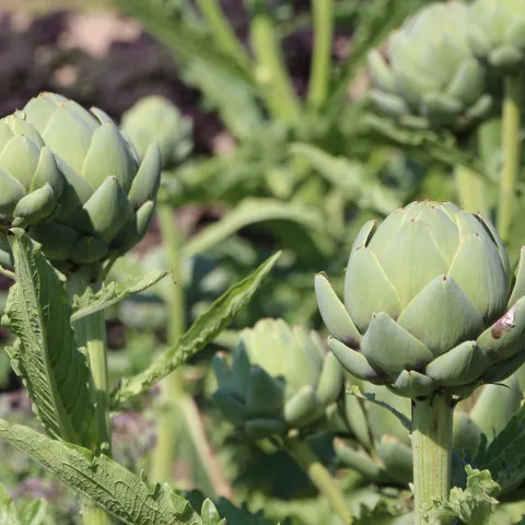 artichokes growing on a plant