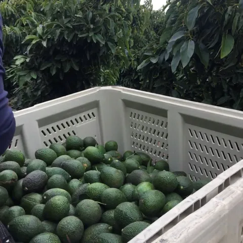 avocado bin