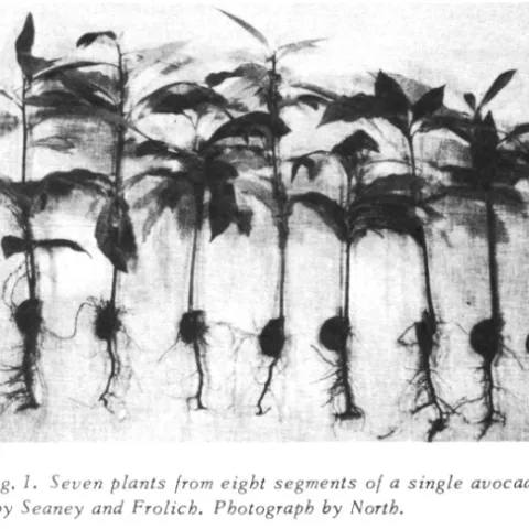 avocado rootstock seedlings