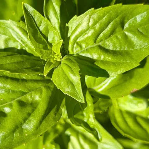 tips for growing basil in Sonoma County