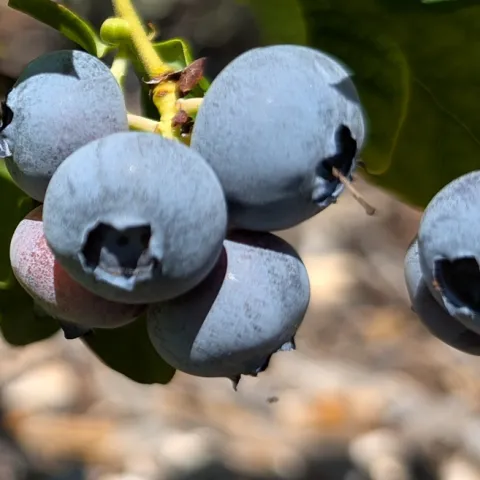 Tips for growing blueberries in Sonoma County