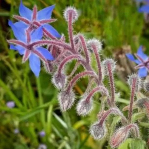 borage stem with buds and flowers
