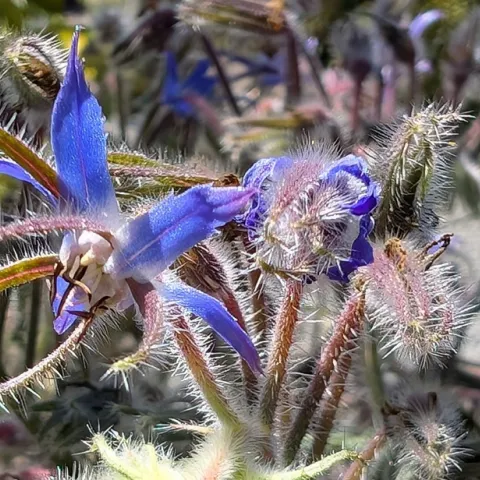 borage flower growing in Sonoma County garden