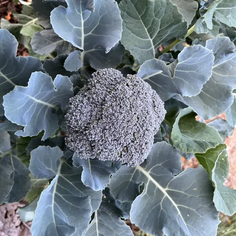 broccoli head with leaves around