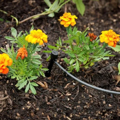 calendula planted with drip irrigation tubing
