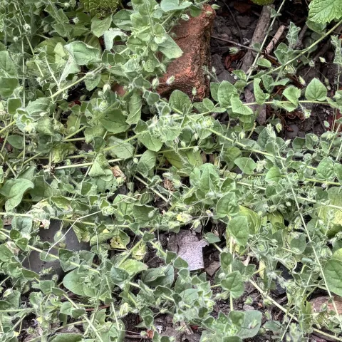 Cancerwort plant