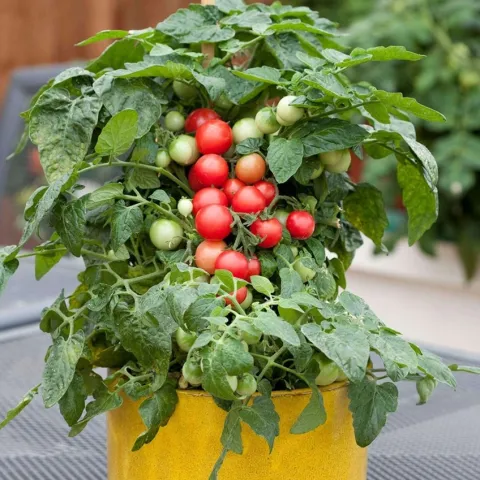 cherry tomato plant with tomatoes