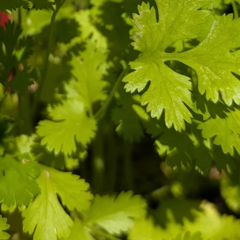tips for how to grow cilantro in your garden