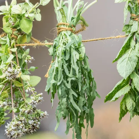 tips for drying herbs